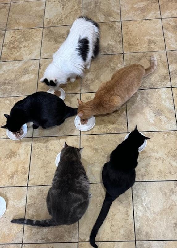 My cats are loving the taste!