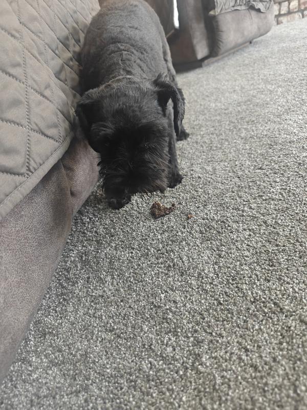 Doggies very excited for their burgers