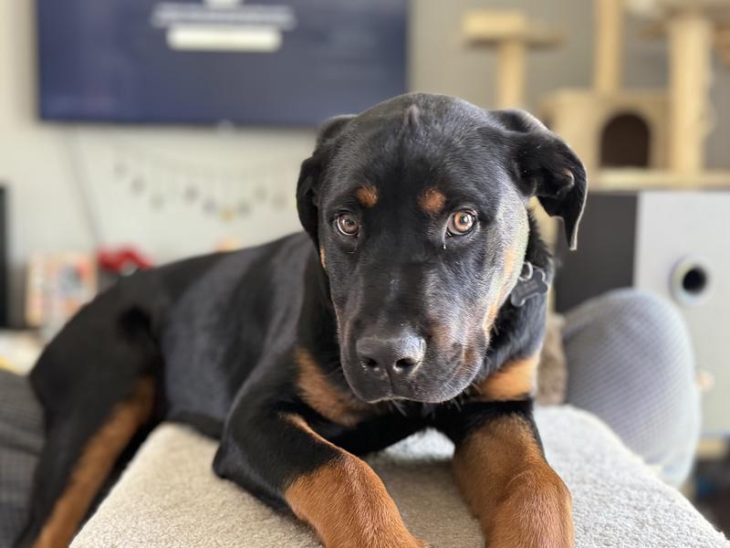 59% Rottweiler