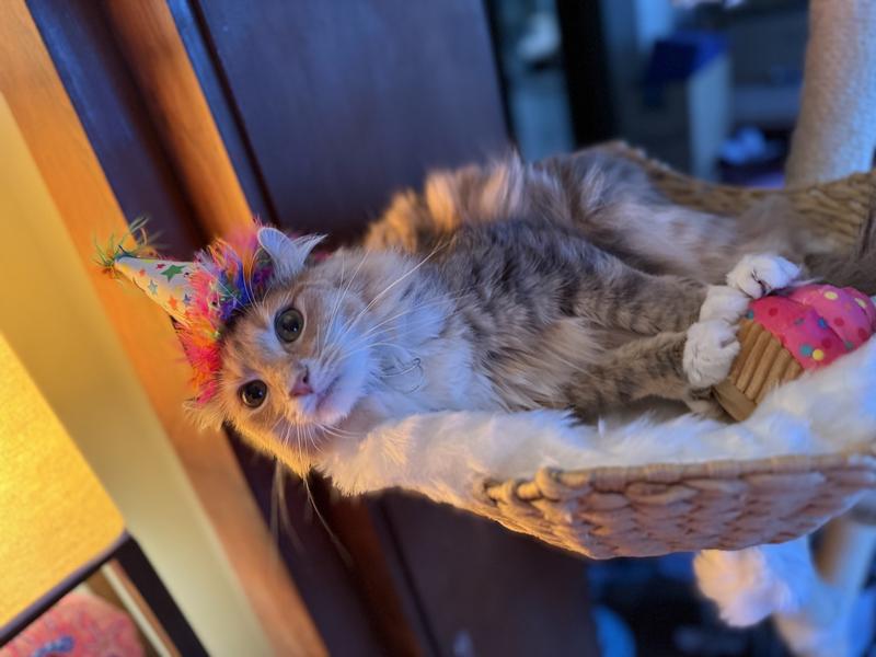 Ellie's first birthday with a Chewy hat and cupcake