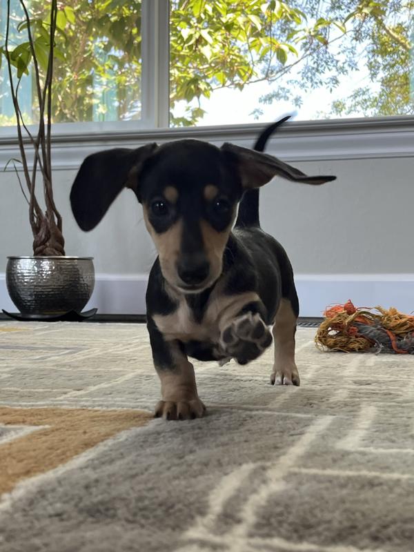 Lamb & on sale blueberry puppy mini