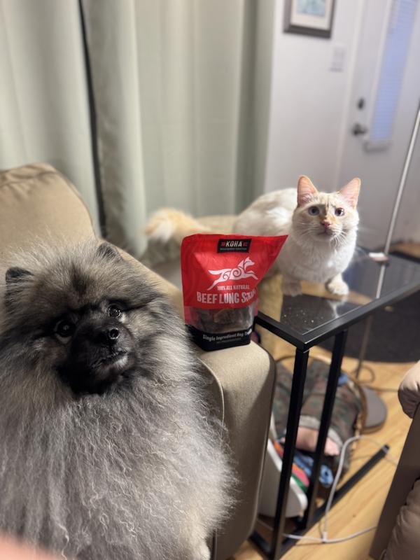 Yogi Bear and Finnegan