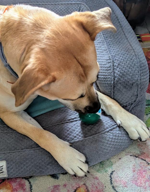 Penny gives it a little lick.