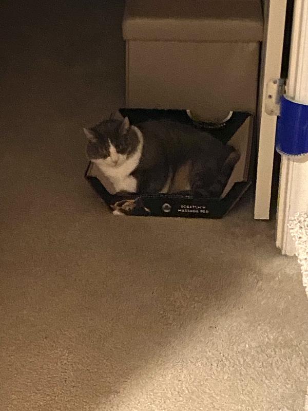 OMEGA PAW Ripple Board Scratch Massage Cat Bed