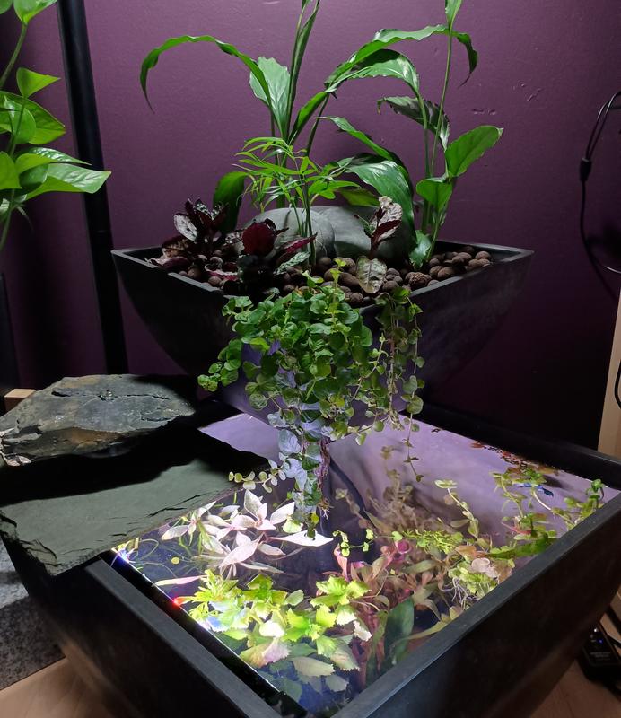 Fish and plants are happy - only two and a half weeks in!