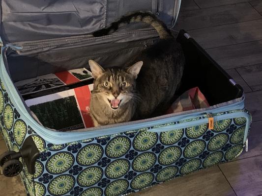 Sammy feeling frisky and playing in the suitcase