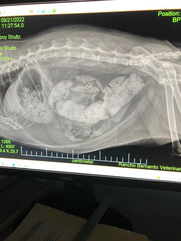 His belly with food on the left and serpentine shaped poop.