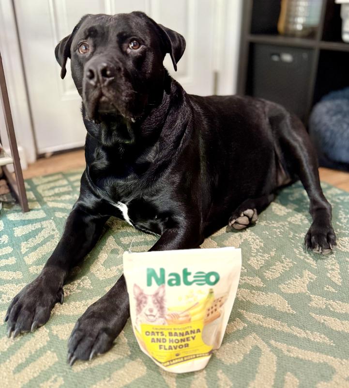 He’s a little confused as to why I’m posing him with the treats but don’t let the serious face fool you. He loves these treats!