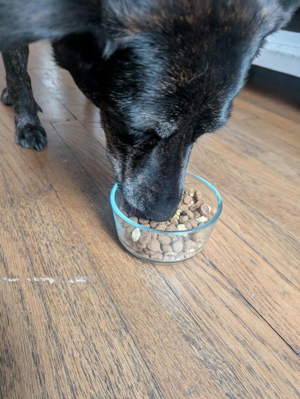 Our 6-year-old pup enjoying a meal