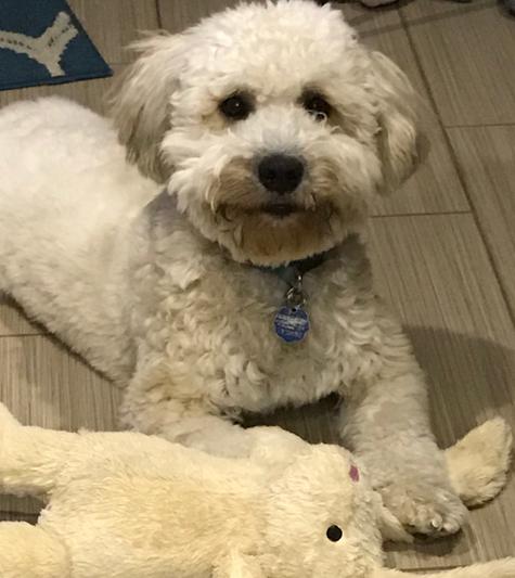Happy, Healthy Pup!