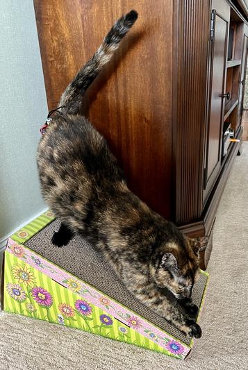 Tigerlily scratching away!