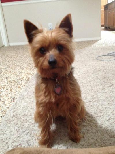 3yrs old Yorkie