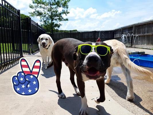 Chewy clearance dog sunscreen