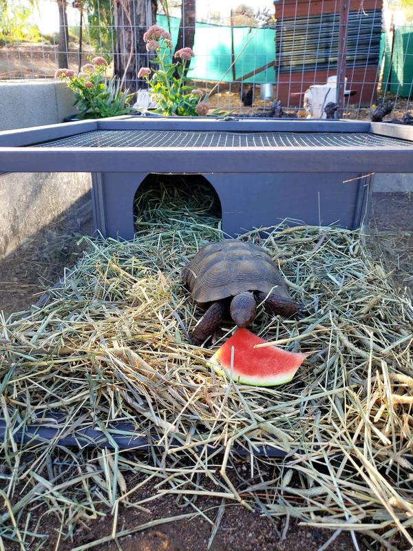 PawHut Wooden Indoor/Outdoor Tortoise Habitat