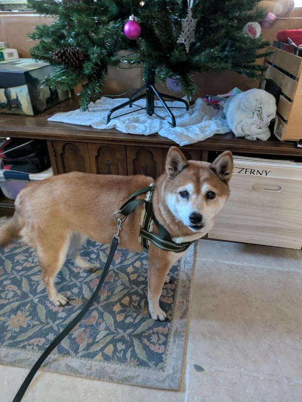 Medium on 25 lbs senior Shiba Inu
