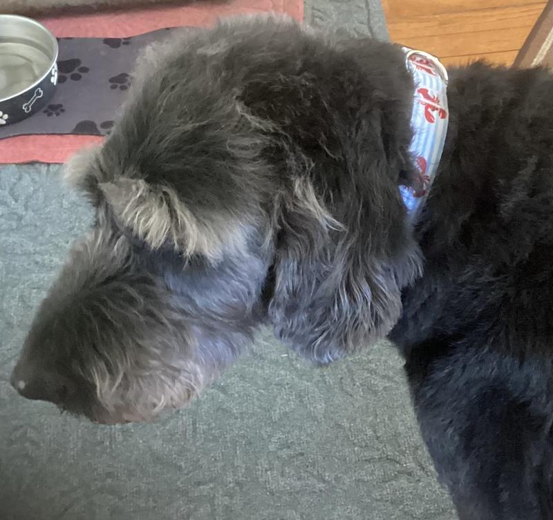 Larry rockin his lobster collar