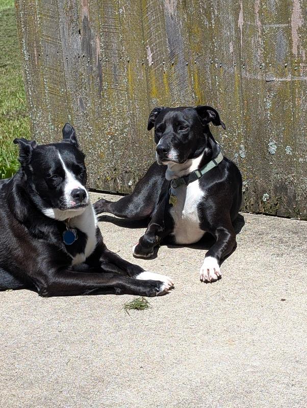 Reba & Molly love Chewy. comm