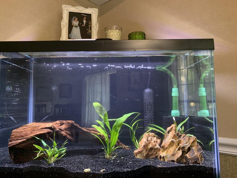 Out of Stock - TETRA Glass Aquarium, 20-gal - Chewy.com