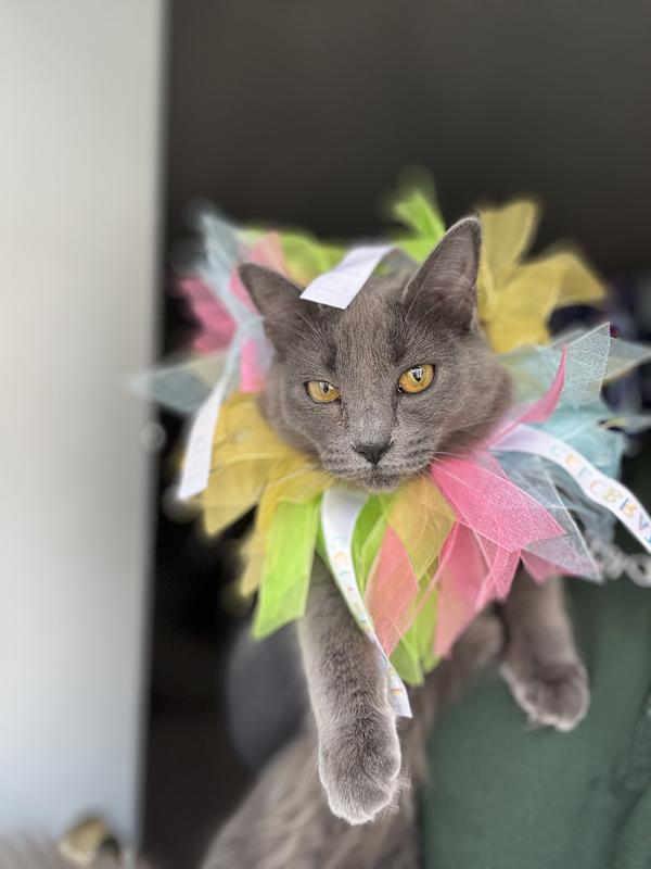 FRISCO Cupcake Party Hat & Ruffle Collar Cat Birthday Accessory, One ...