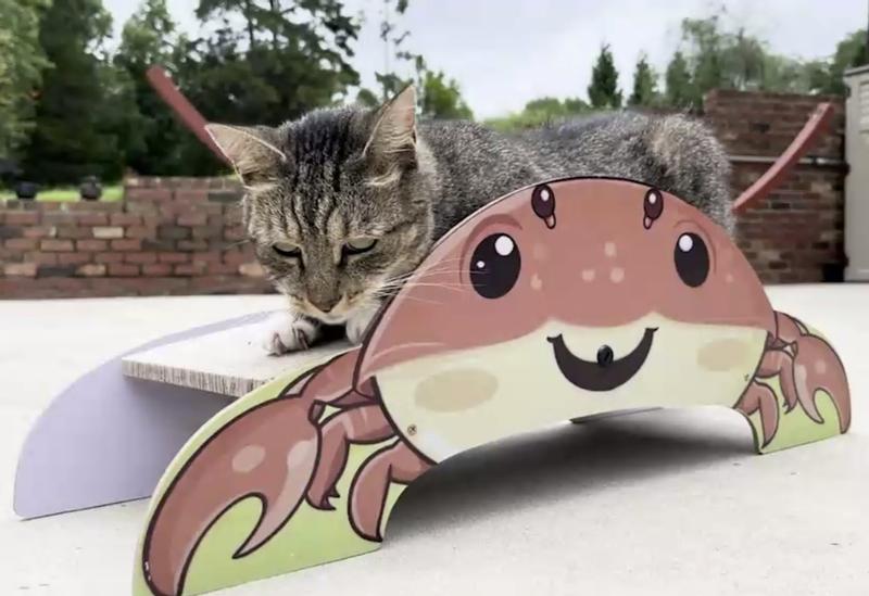 Bella actively scratching the surface