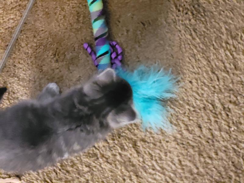  KONG Curlz Teaser Cat Toy : Pet Supplies