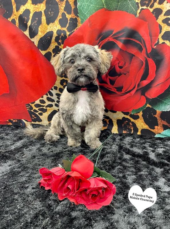 Lil Bear loves his new dish