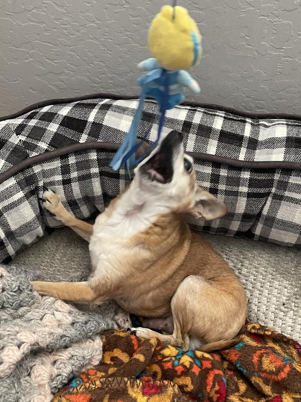 No teeth but even the Chihuahua loves it :)