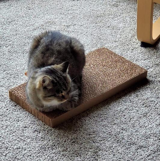 Puff sleeps on his scratcher