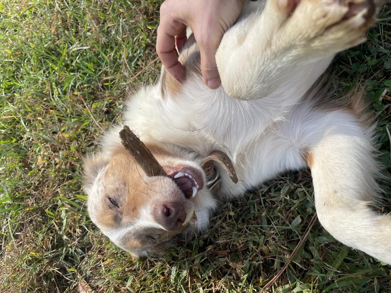 It would be better with an extra loop to support the rest of the collar