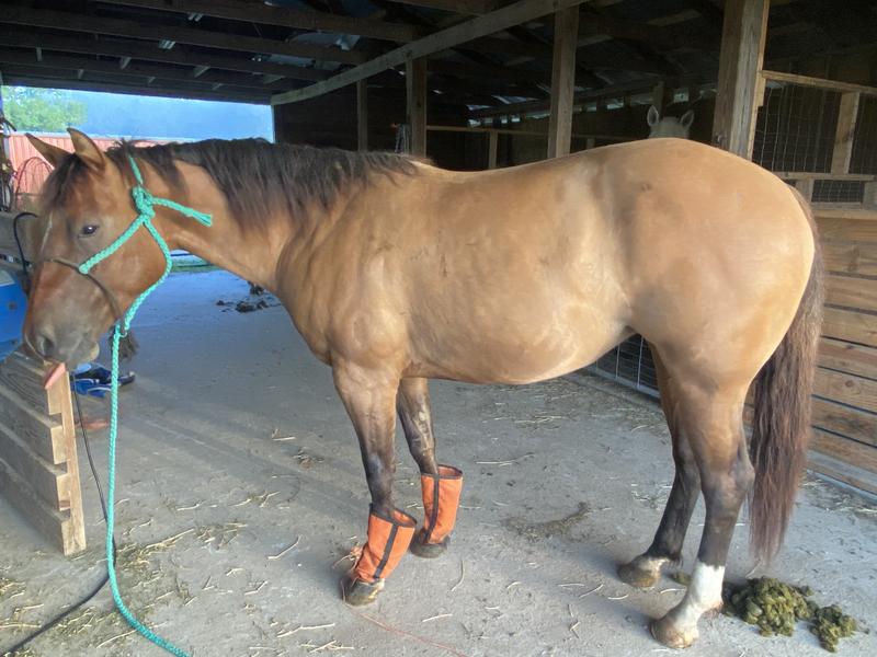 FINISH LINE Performance Builder Butterscotch Flavor Liquid Horse