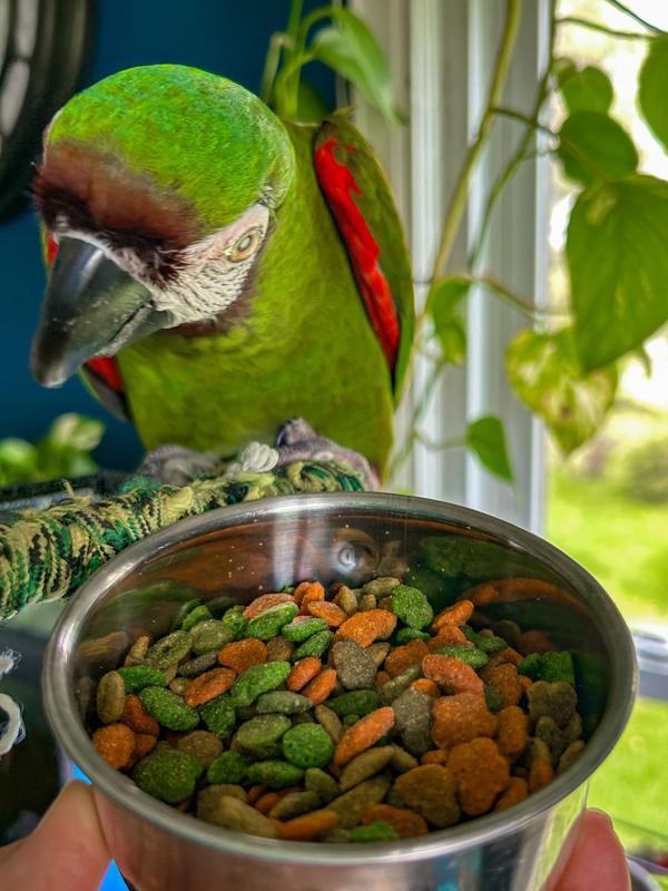 Versele Laga Nutribird P15 Tropical - Cibo Per Uccelli E Pappagalli - Confezione Da 1 Kg - Foto 4