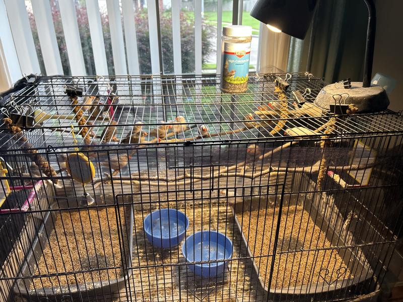 My 18 Zebra finches love this