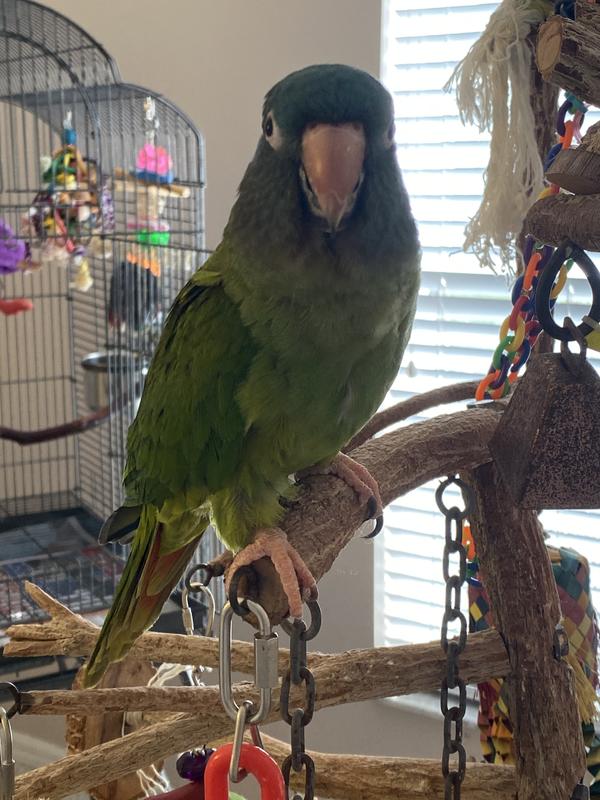 Gonzo - Product tester