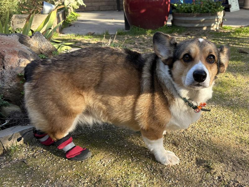 Tater’s red sneakers