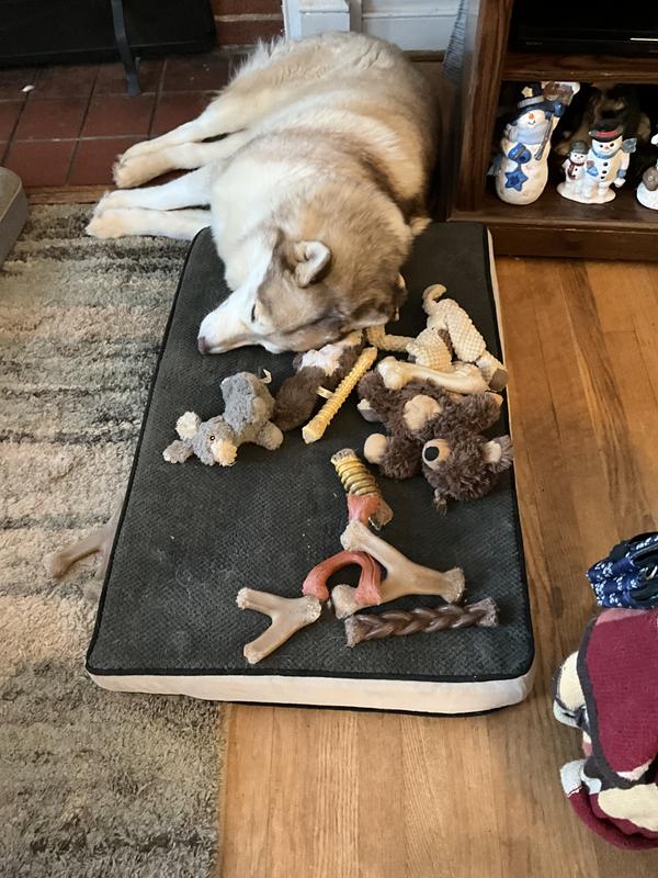 Too many toys. Spoiled dog