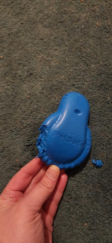 Chewed up when dog could still taste treat