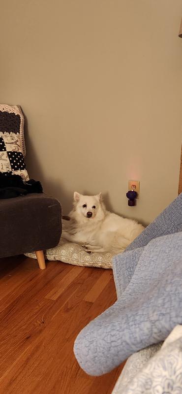 Auggie before bedtime.