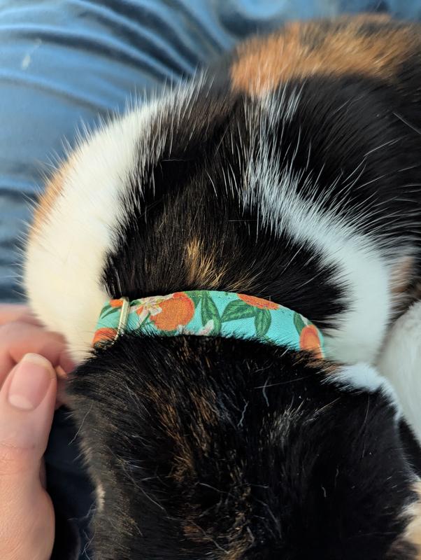 Collar being modeled