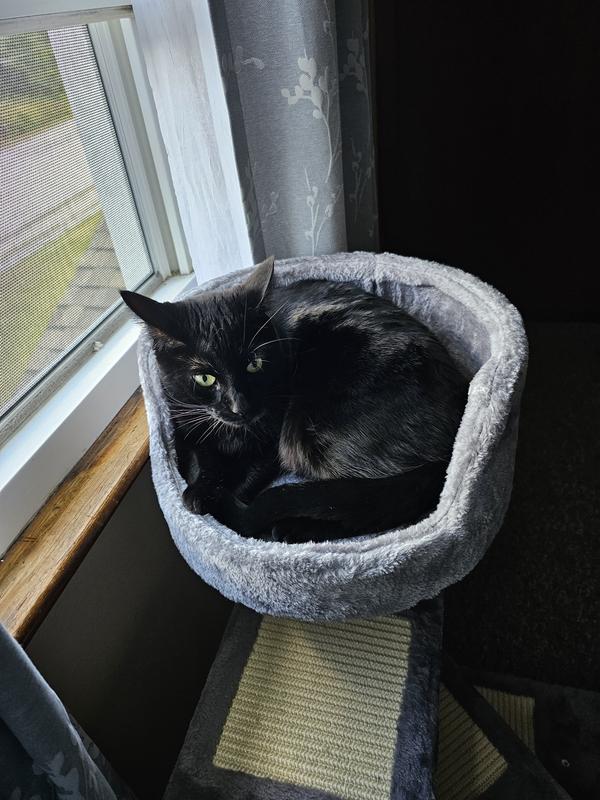 10 pound cat