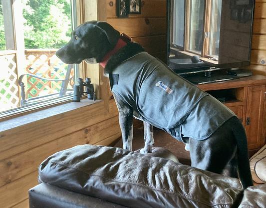 Canine thundershirt best sale