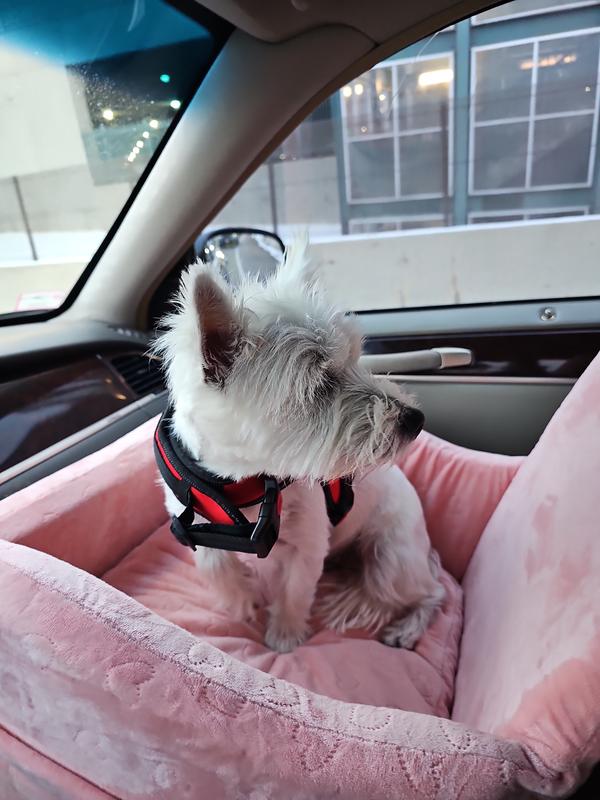 Maggy loves her carseat