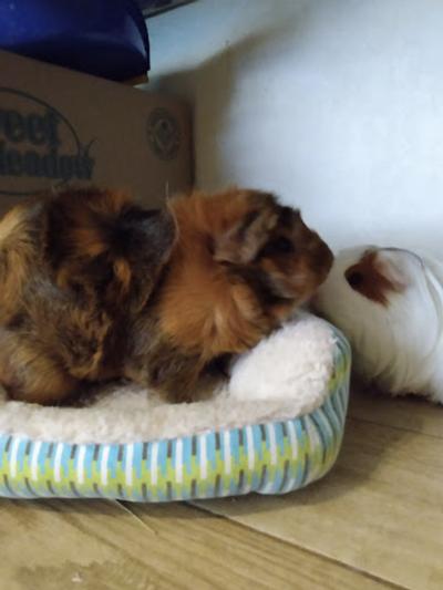 Chloe - Abyssinian