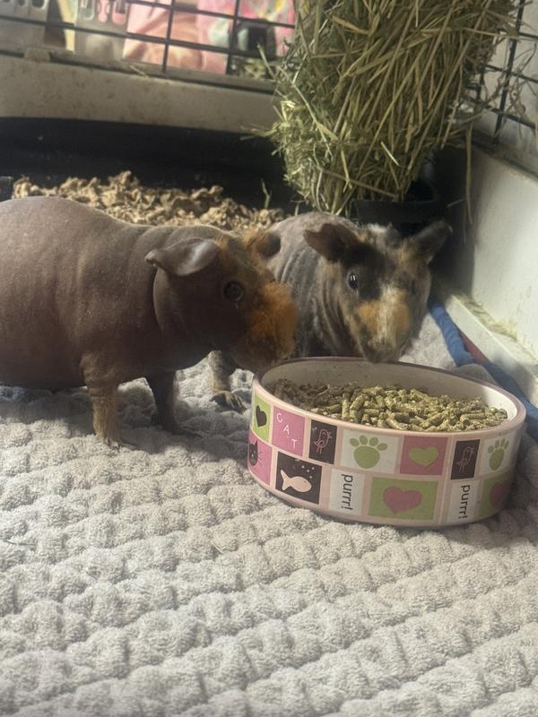 Wilma and Betty eating the food