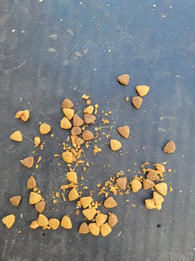 Full of crumbs