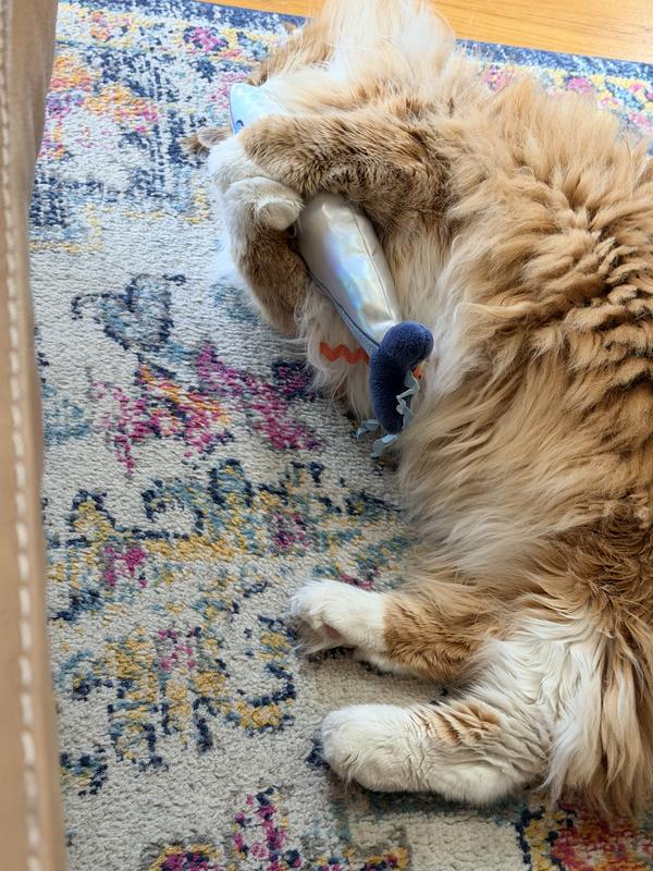 Playing with toy