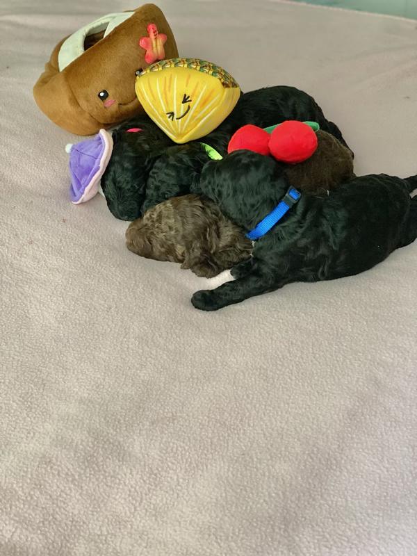 Baby puppies cuddle up