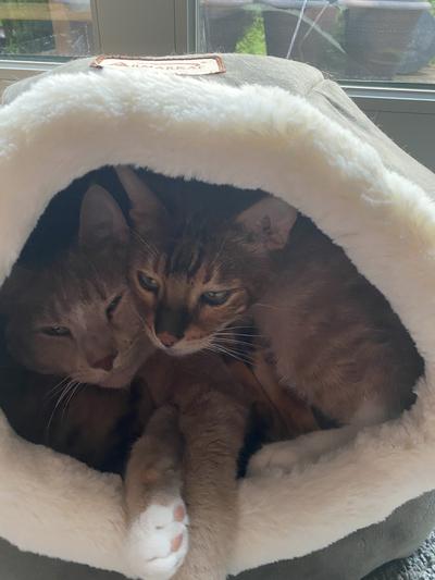 Two full grown boys