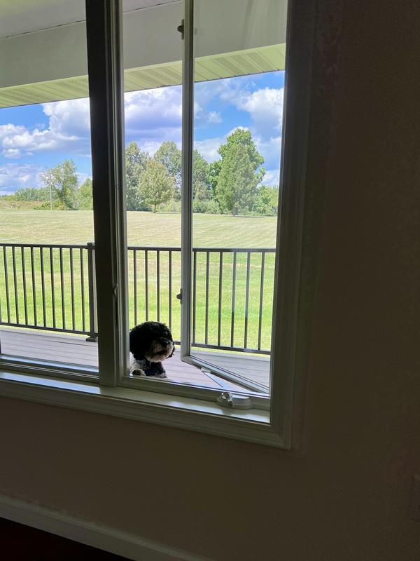 Looking in to her new home.