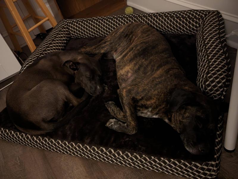 I wanted a big bed that would comfortably fit both dogs (Buffy 50 lbs left; Buster 70 lbs right)