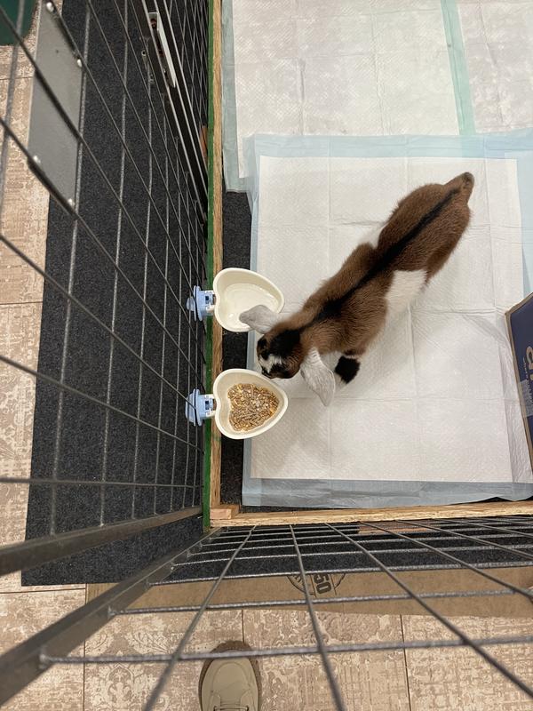 Gilbert checking out his bowls!